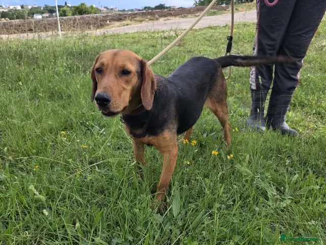 Mixed Breed dogs LENA! - Advert 2