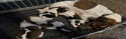 Jack Russell dogs for sale: Jack Russell Terrier Puppies – Purebred Bloodline - Advert 2