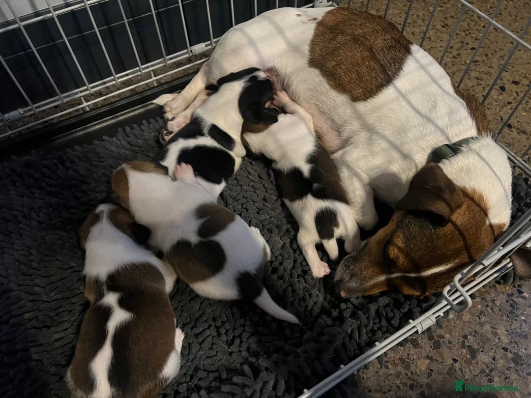 Jack Russell dogs for sale: Jack Russell Terrier Puppies – Purebred Bloodline - Advert 2