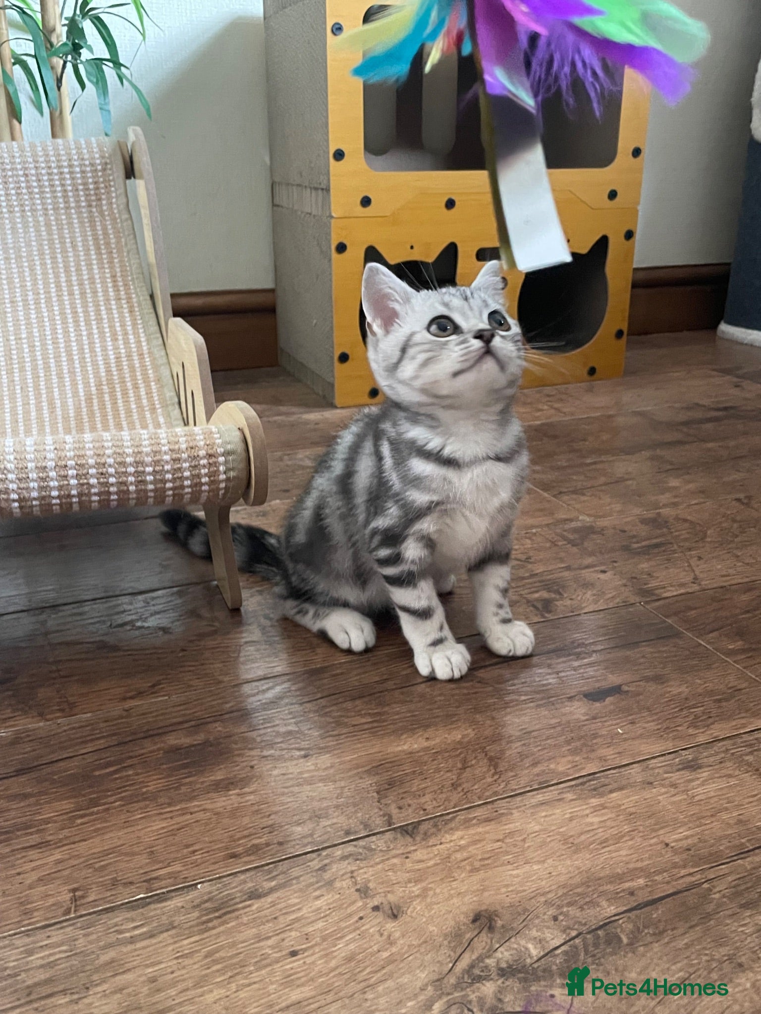 British Shorthair cats for sale: GCCF Classic Silver Tabby Kittens - Advert 1