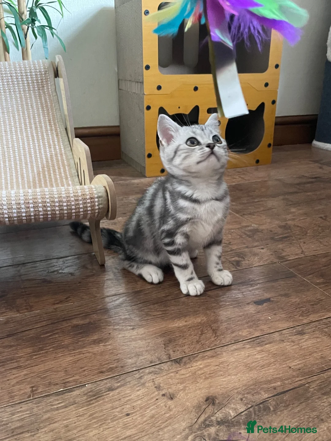 British Shorthair cats for sale: GCCF Classic Silver Tabby Kittens - Advert 1