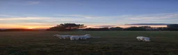 Mixed Breed dogs for sale: WhIte Shepherd Puppies - Advert 4