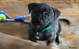 Mixed Breed dogs for sale: Beautiful Presa Mix Pups  - Image 11
