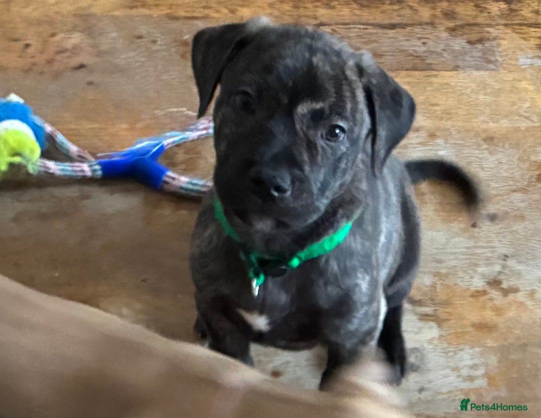 Mixed Breed dogs for sale: Beautiful Presa Mix Pups  - Image 11
