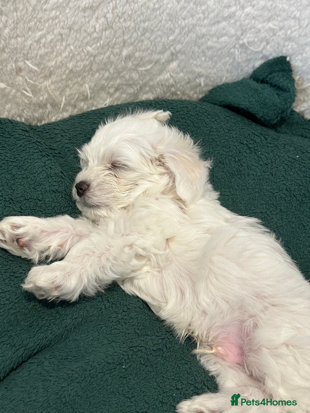 Mixed Breed dogs for sale: Mixed puppies for sale - Image 11