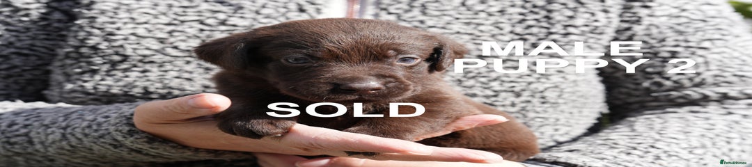 Chocolate male Labrador Retriever Puppy 2 