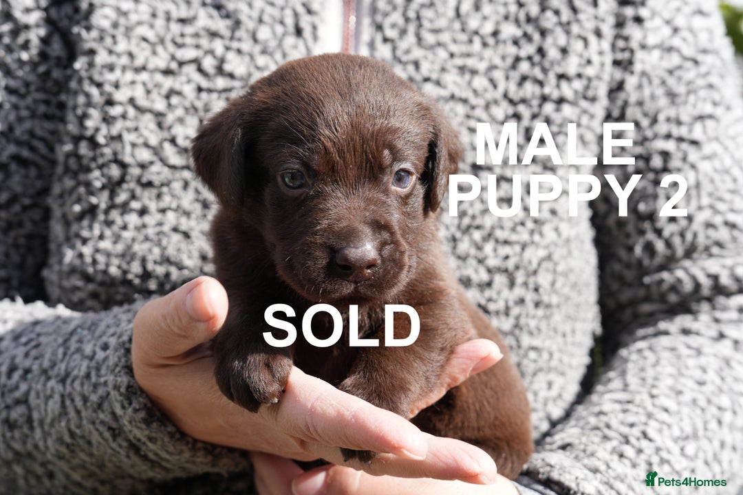 Labrador Retriever dogs for sale: Labrador retrievers chocolate and black KC reg - Image 3