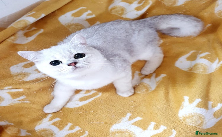 British Shorthair cats in Lancaster - Advert 8