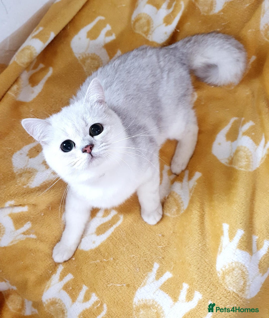 British Shorthair cats for sale: Lapcat GCCF Silver British Shorthair Kitten. in Lancaster - Image 1