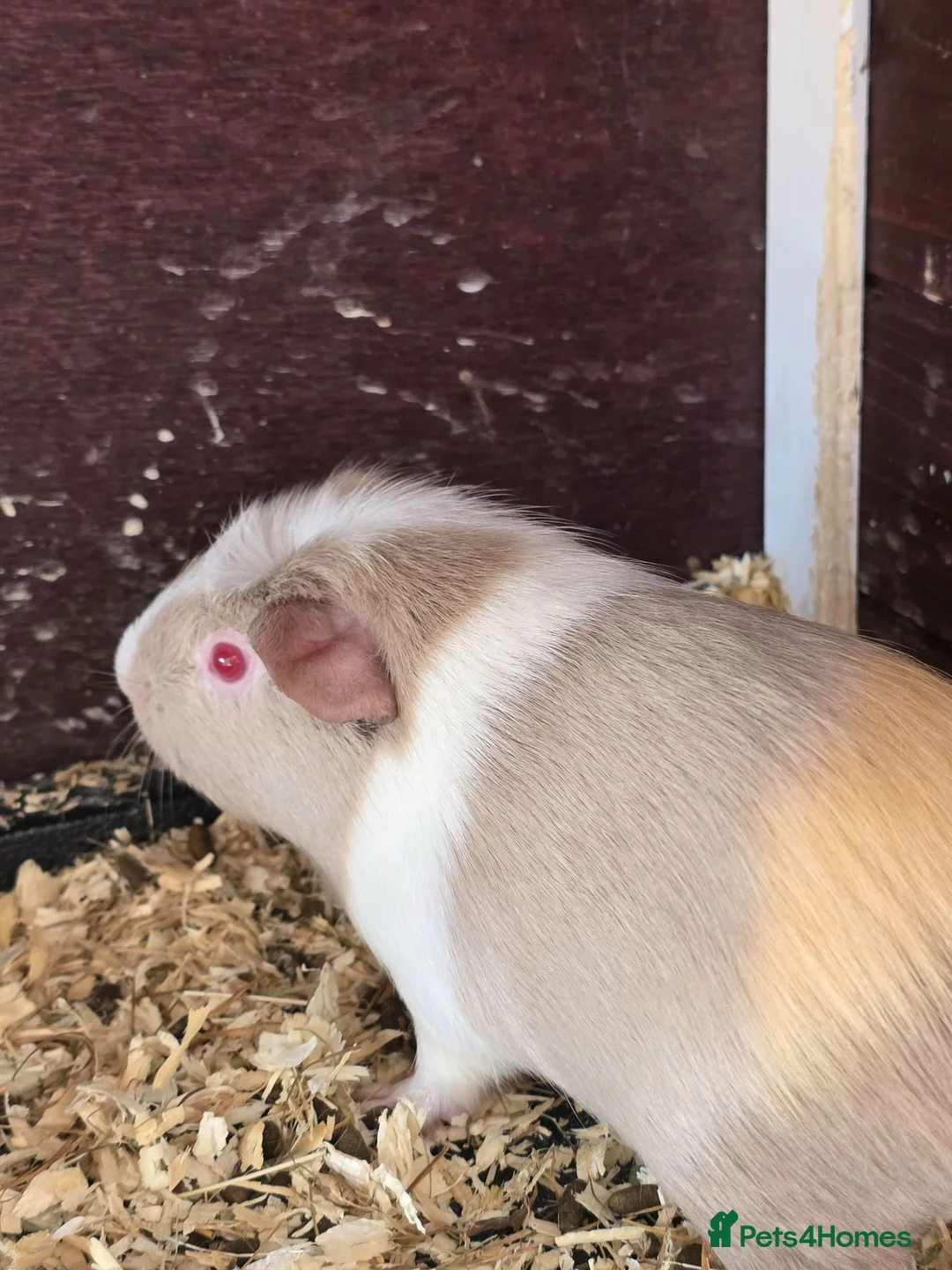 Guinea Pig rodents for sale: 2 guinea pigs for sale - Advert 3