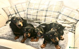 Miniature Dachshund dogs for sale: Miniature Short Hair Dacshund  - Image 10