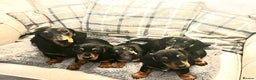 Miniature Dachshund dogs for sale: Miniature Short Hair Dacshund  - Advert 7