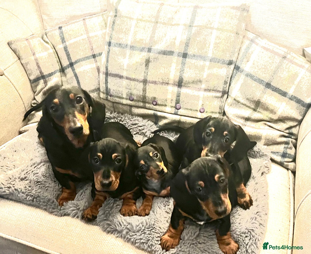 Miniature Dachshund dogs for sale: Miniature Short Hair Dacshund  - Image 10