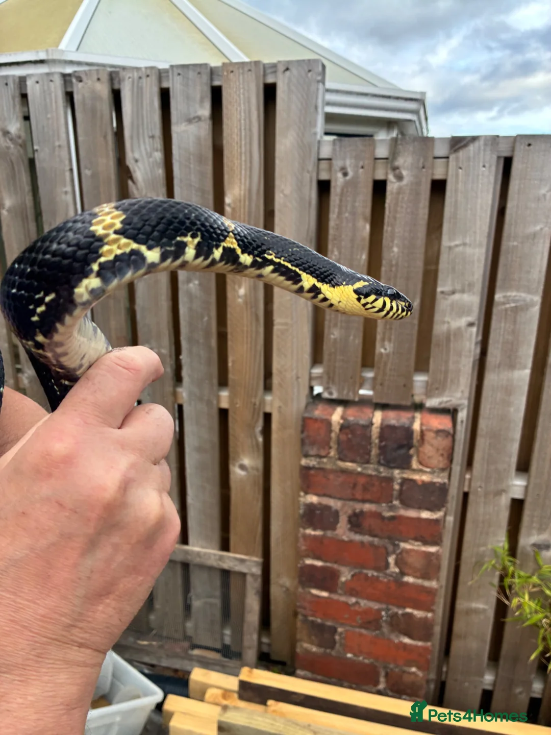 Rat Snake reptiles for sale: Russian Rat Snake Hatchlings  - Advert 5