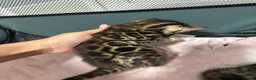Bengal cats for sale: TIKA registered 5th Pedigree bengal kittens  - Advert 6