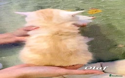 British Shorthair cats for sale: British shorthair babies  - Image 13