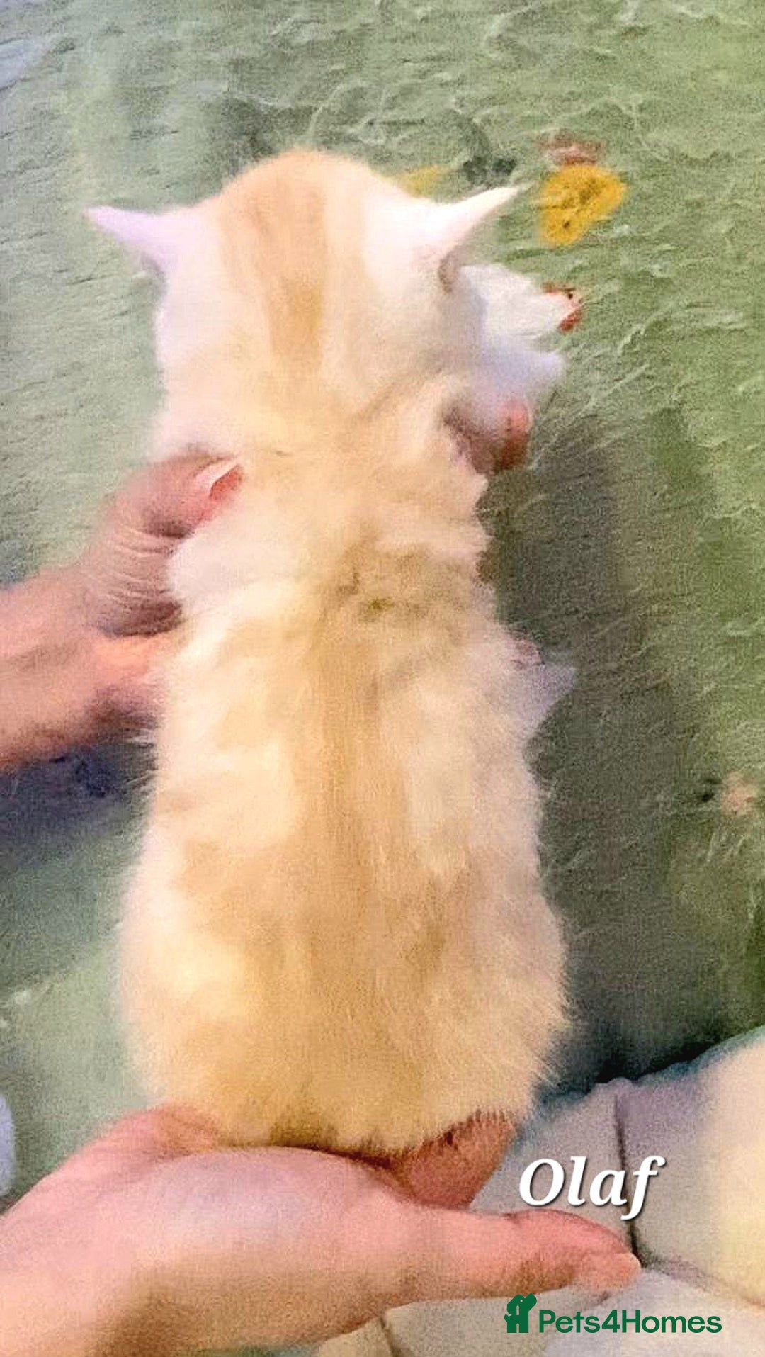 British Shorthair cats for sale: British shorthair babies  - Image 13