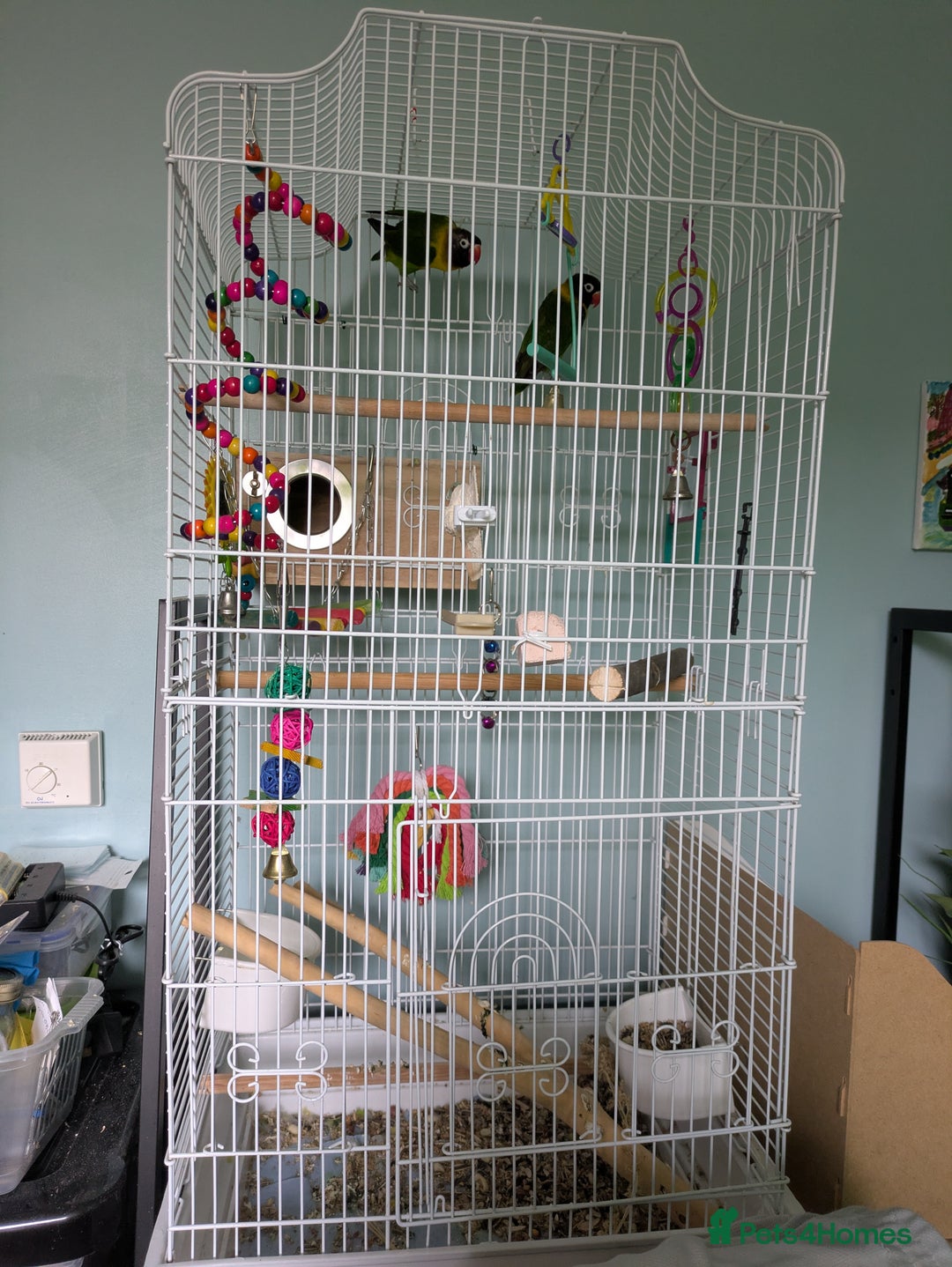 Lovebirds birds for sale: Masked lovebirds plus cage - Advert 4