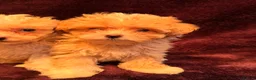 Maltipoo dogs for sale: 💙Maltipoo F1💜 in Hornchurch - Advert 12