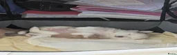Pomeranian dogs for sale: Beautiful Pomeranian Puppies Ready Now in Nottingham - Advert 22