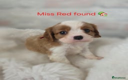 Cavalier King Charles Spaniel dogs for sale: Health tested, insured blenhiem CKCS puppies - Advert 11