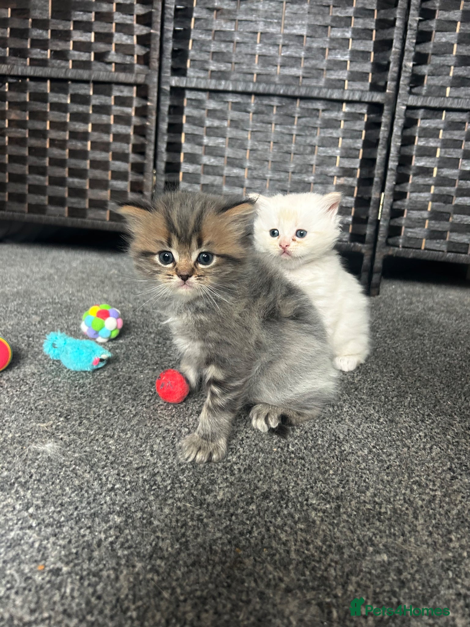 Persian cats 7-Persian kittens for sale 🩶🩵 males & Females - Advert 3