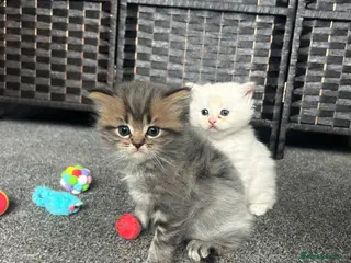 Persian cats 7-Persian kittens for sale 🩶🩵 males & Females - Advert 3
