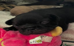 French Bulldog dogs for sale: French Bulldog - Image 9