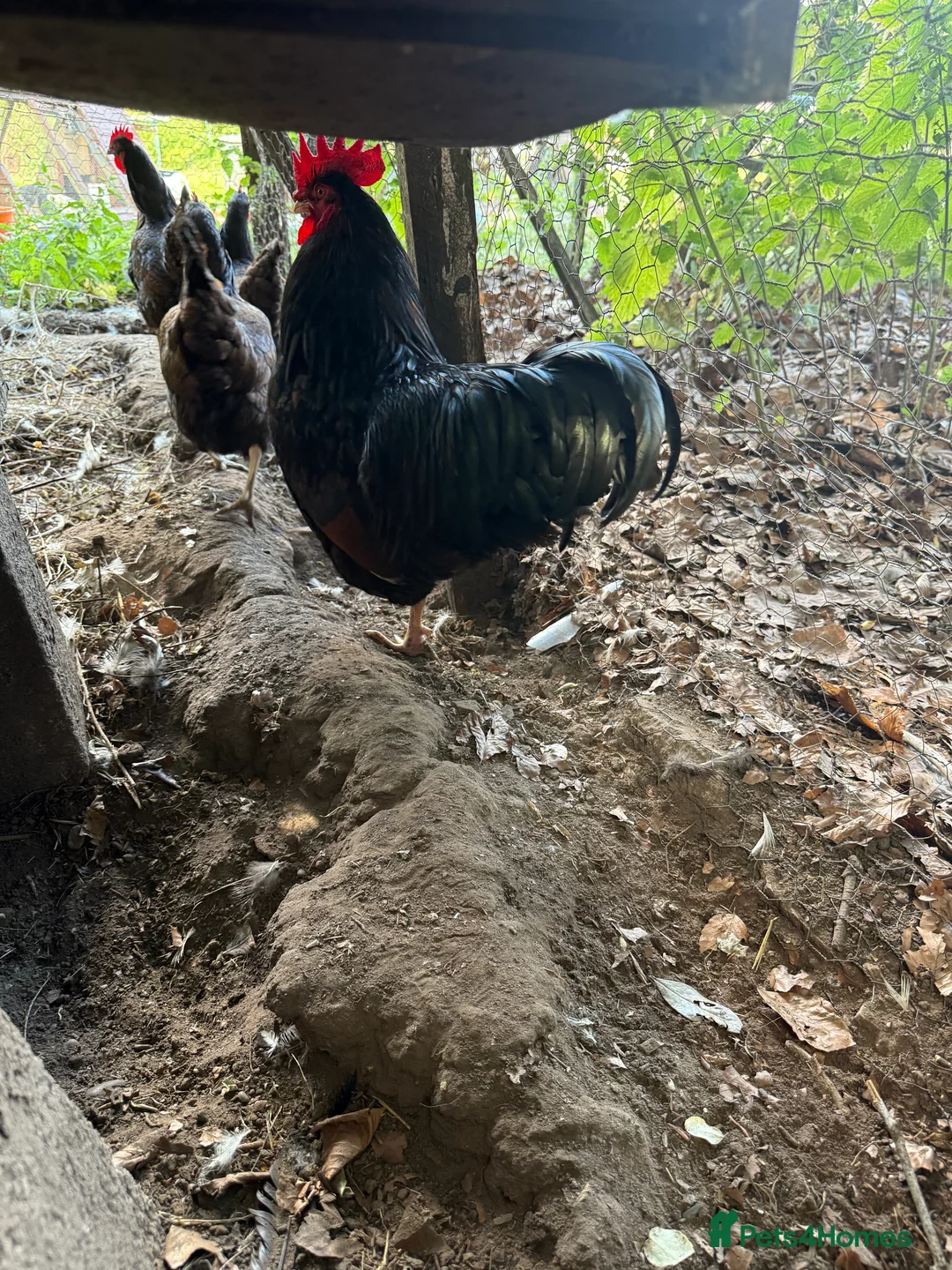 Chickens poultry for sale: Trio of double laced barnevelders - Advert 5