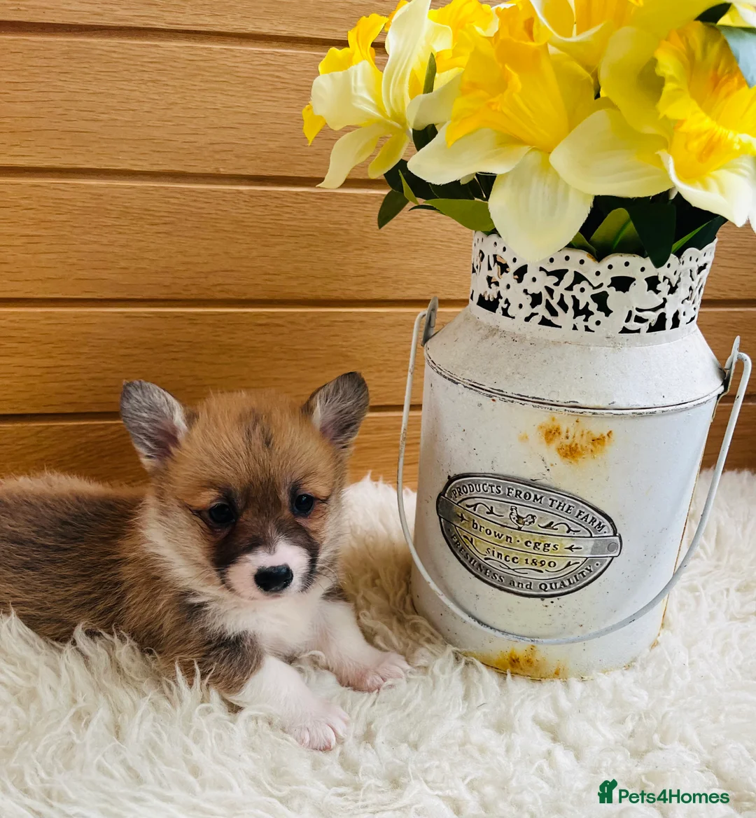 Welsh Corgi Pembroke dogs for sale: KC reg Welsh Corgi Pembroke puppies - Advert 8