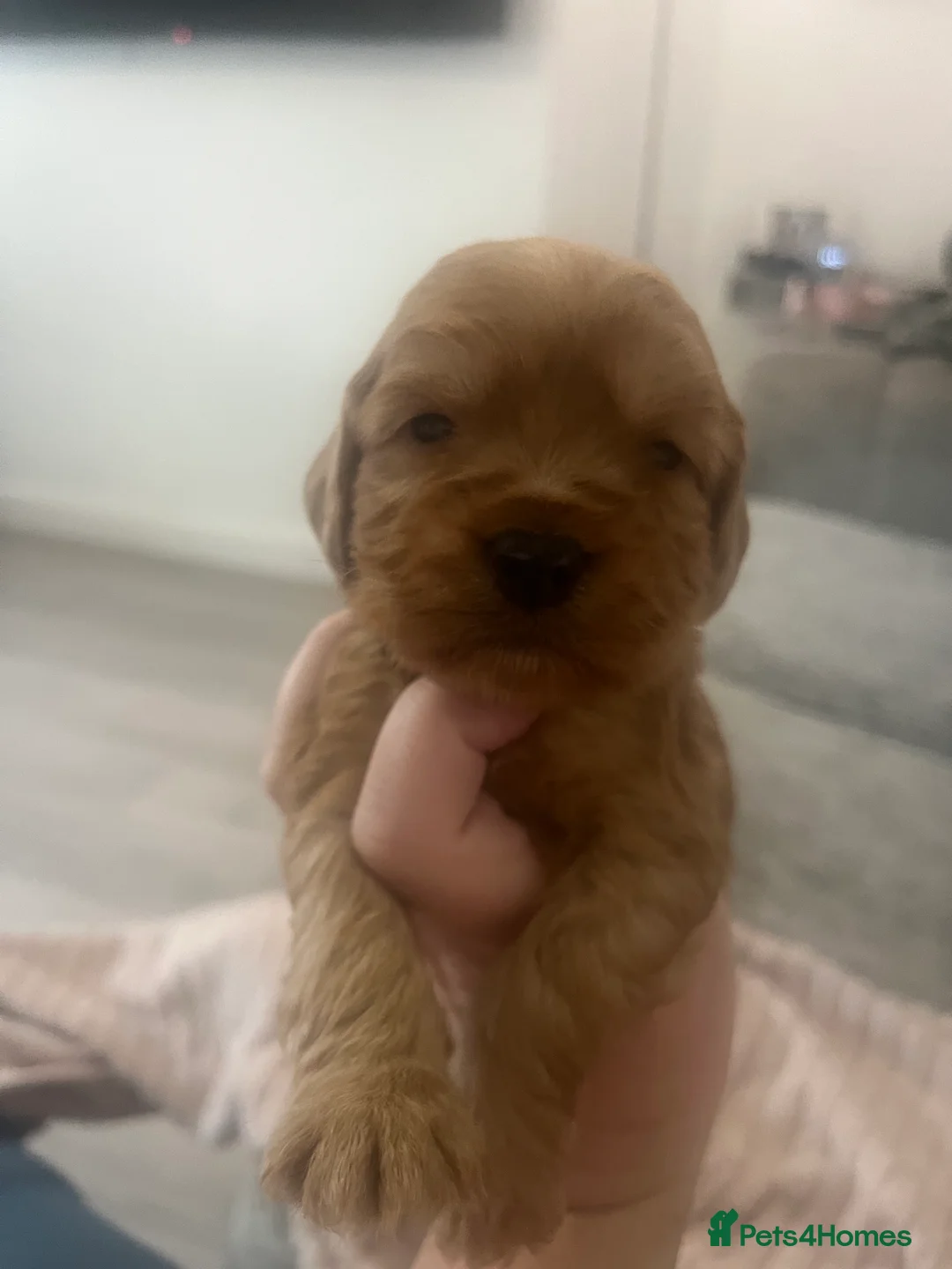 Cockapoo dogs for sale: cokerpoo puppies  in Wakefield - Advert 2