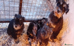 Miniature Schnauzer dogs for sale: Miniature Schnauzer pups, Aberdeenshire  - Image 1