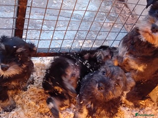 Miniature Schnauzer dogs - Advert 8