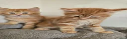 Maine Coon cats for sale: Beautiful Maine coon x - Advert 2
