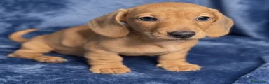 Miniature Dachshund 1