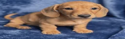 Miniature Dachshund dogs for sale: 🤍2 Gorgeous Creamy Puppies🤍 in Caernarfon - Advert 2