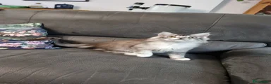 Silver and white male 