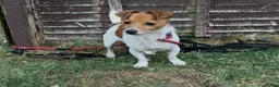 Jack Russell dogs for sale: Jack Russell puppies  - Advert 4