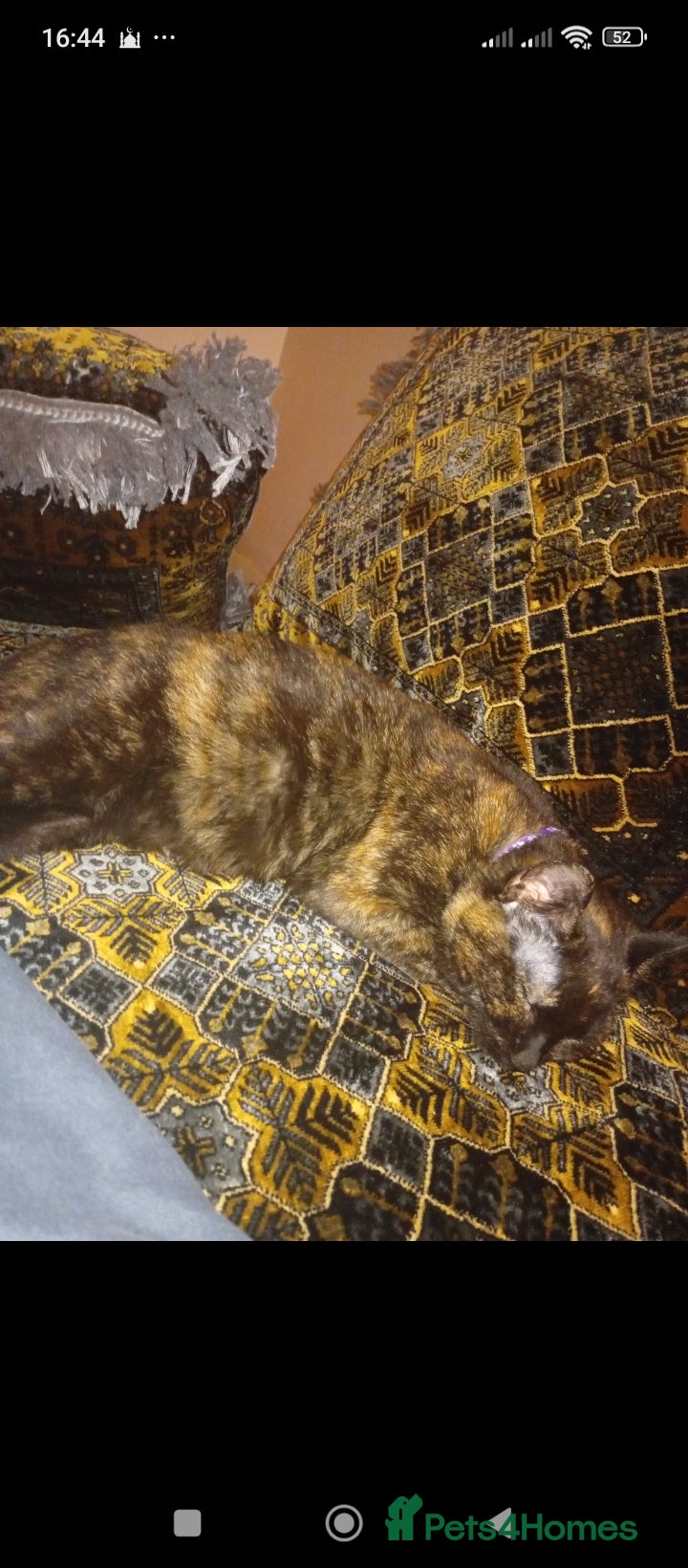 Mixed Breed cats Four new kittens  - Advert 1