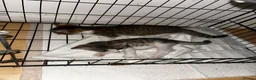 Domestic Shorthair cats for sale: 4 gorgeous male kittens 8weeks - Advert 25