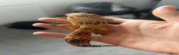 Leopard Gecko reptiles for sale: Leopard gecko healthy  in Waterlooville - Advert 2
