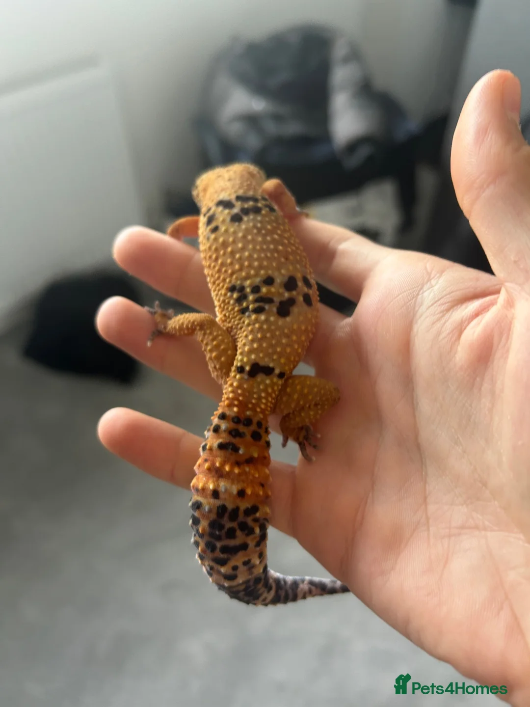 Leopard Gecko reptiles for sale: Leopard gecko healthy  in Waterlooville - Advert 2