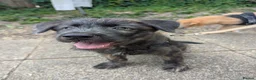 Mixed Breed dogs for sale: Stunning WolfAkita Pups – 1 Boy/1 Girl Ready now!  in Southampton - Advert 21