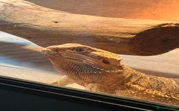 Lizard reptiles for sale: Bear dragon - Image 2