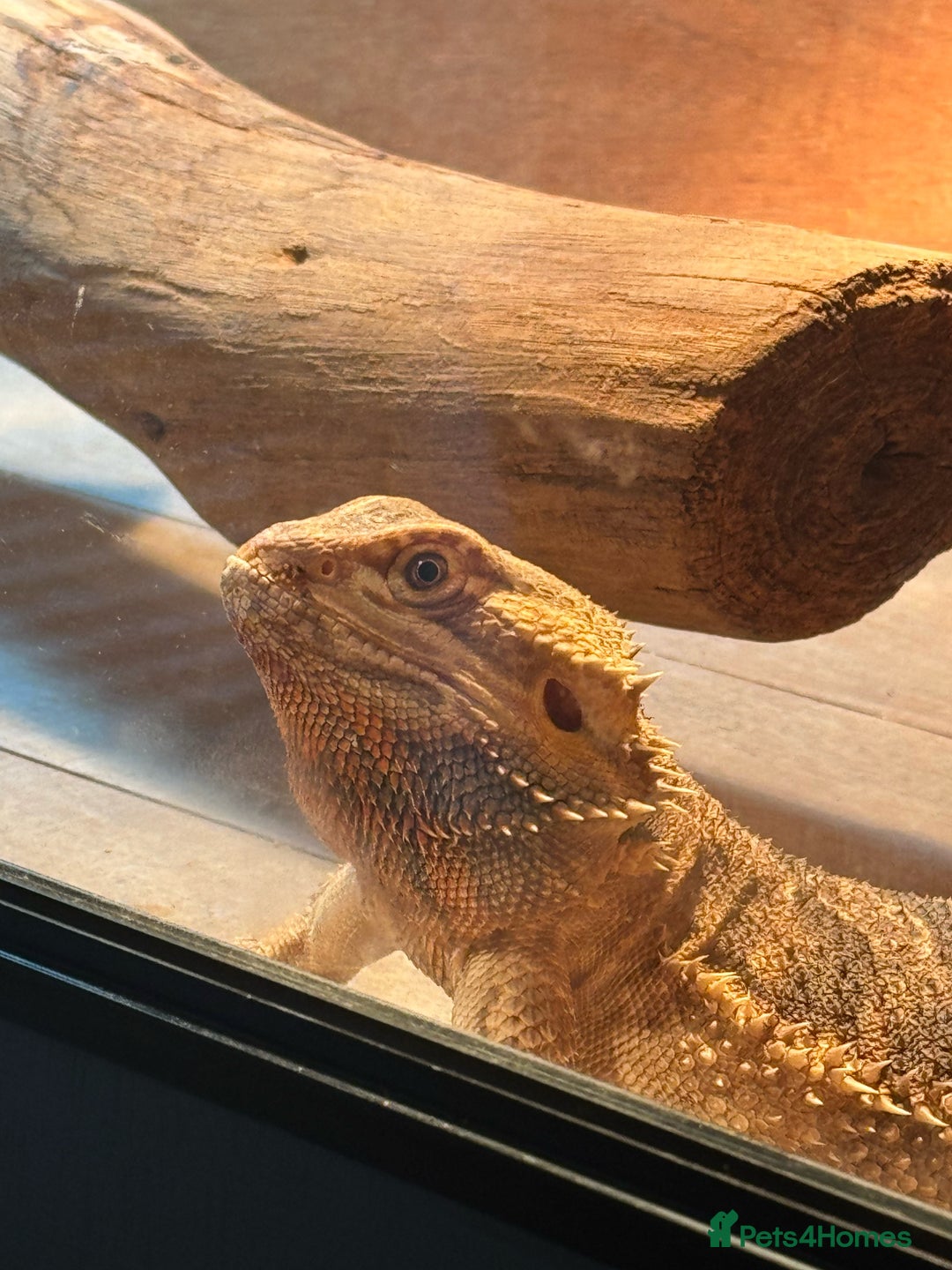 Lizard reptiles for sale: Bear dragon - Image 2