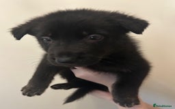 German Shepherd dogs for sale: Adorable litter of 6 puppies  - Advert 8