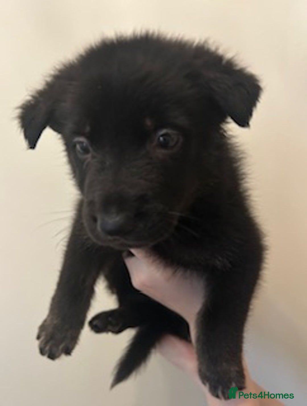 German Shepherd dogs for sale: Adorable litter of 6 puppies  - Advert 8