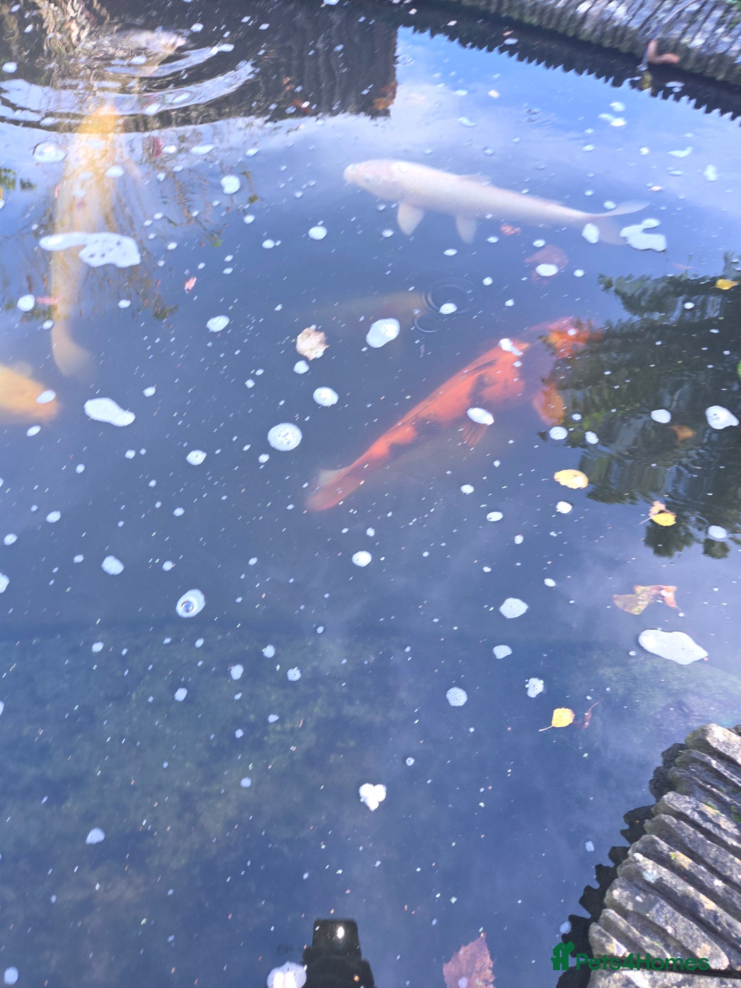 Koi Carp fish for sale: Variety of koi fish size from 35cm to 45 - Advert 2