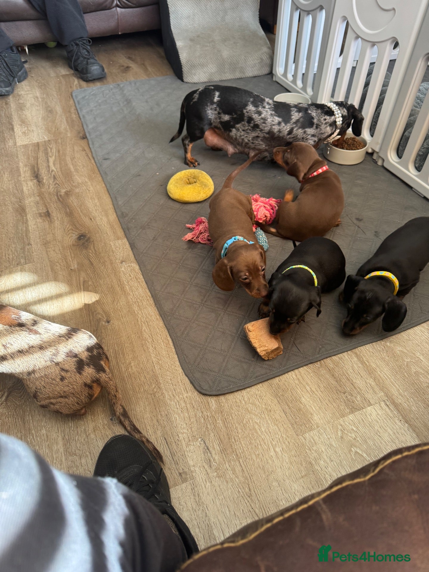 Dachshund dogs 🐾 Gorgeous Mini Dachshund Puppies-Come meet them! - Advert 17