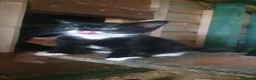 Mixed Breed cats for sale: Lovely kittens - Advert 11